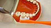 STEP 2 奥歯のブラシの当て方